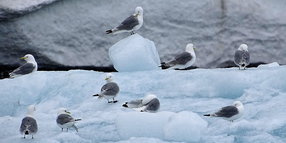 Norway - Svalbard