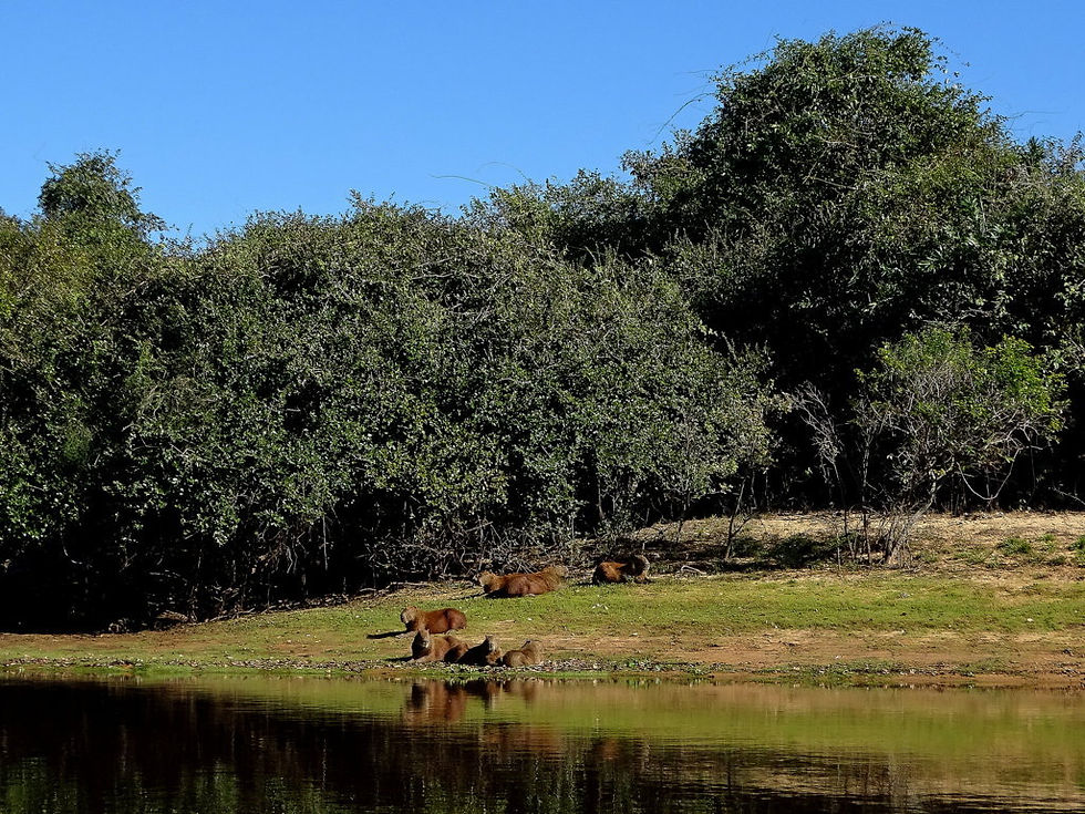 Brazil - South Pantanal