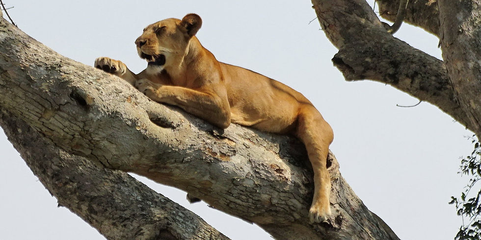 Uganda - Queen Elizabeth NP
