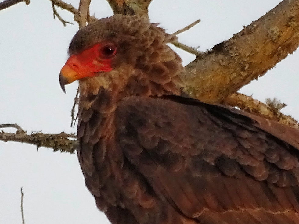 Uganda - Mboro NP