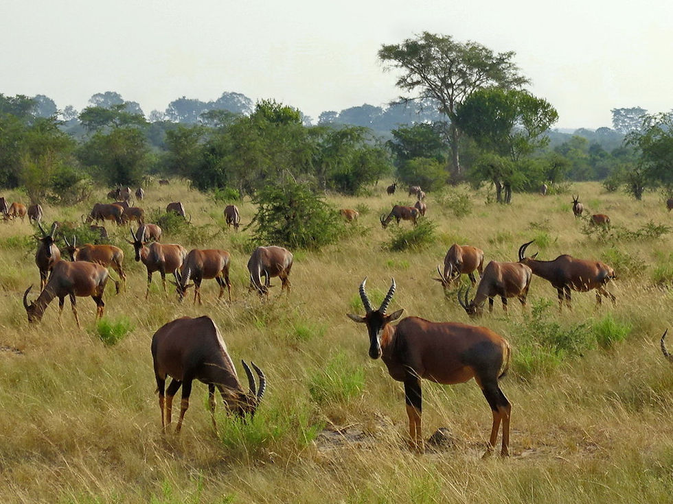 Uganda