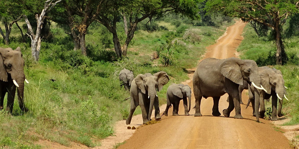uganda - Murchison Falls NP