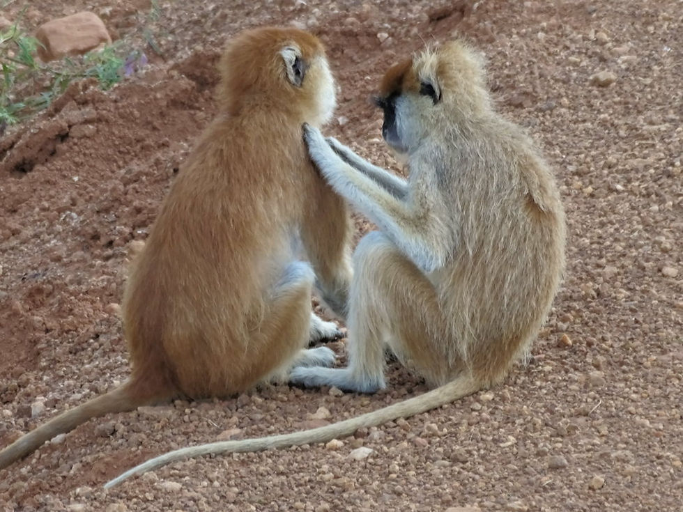Uganda - Murchison Falls NP