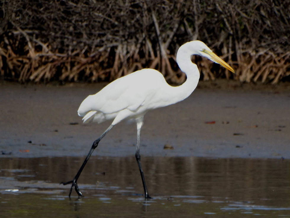 Senegal - Sine-Saloum Delta