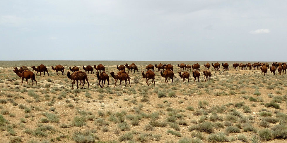 Turkmenistan - Karakum Desert