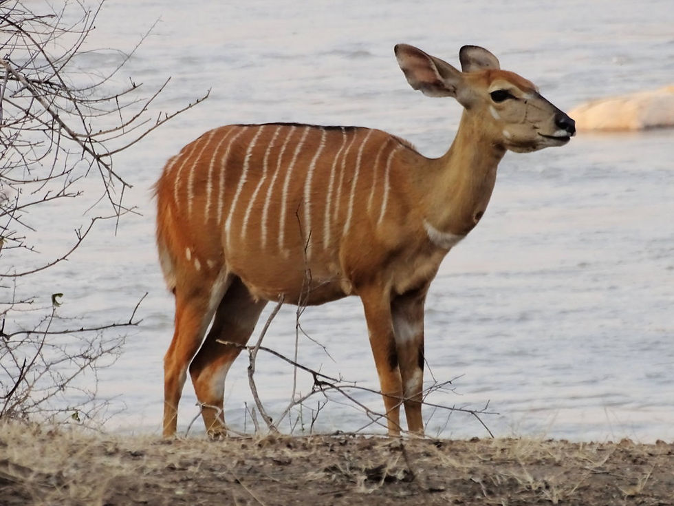 Malawi - Majete reserve