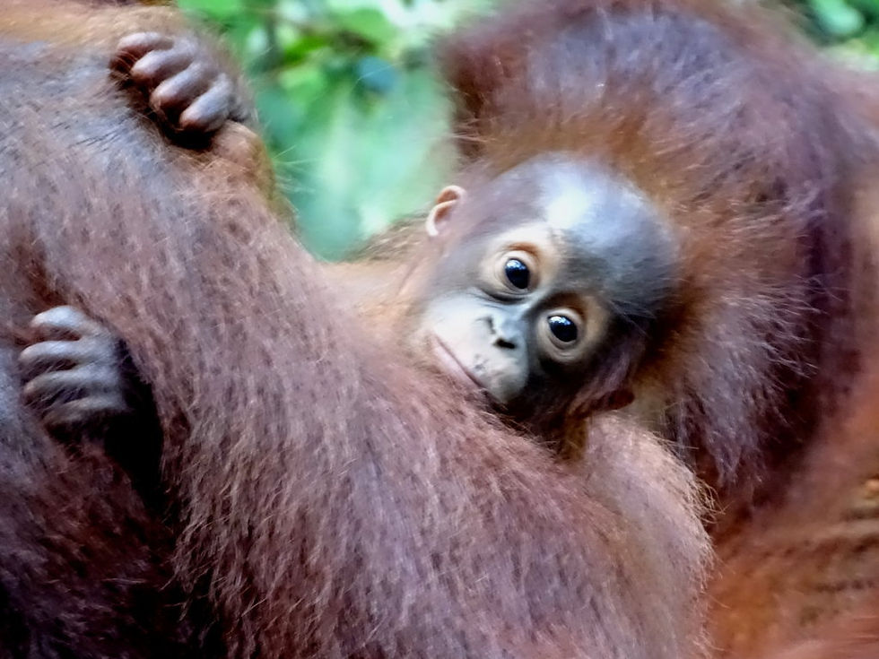 Indonesia - Kalimantan