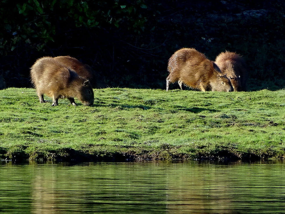 Brazil - South Pantanal
