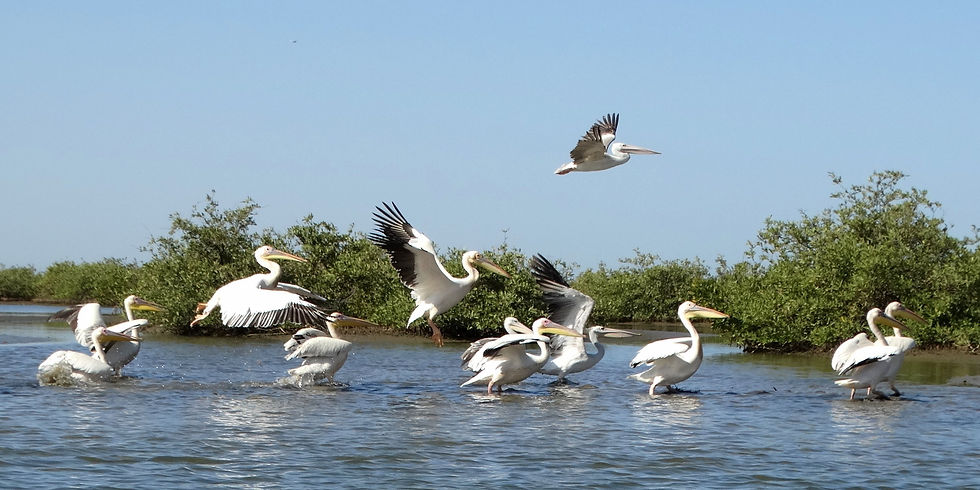 Senegal - Sine-Saloum Delta