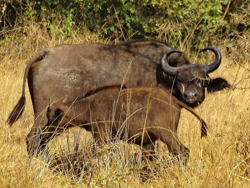 Uganda - Mboro NP