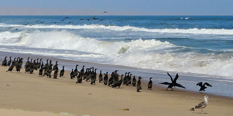 Namib Naukluft Park - Sandwich Bay