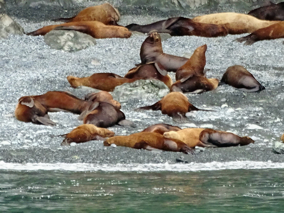 USA - Alaska - around Valdez