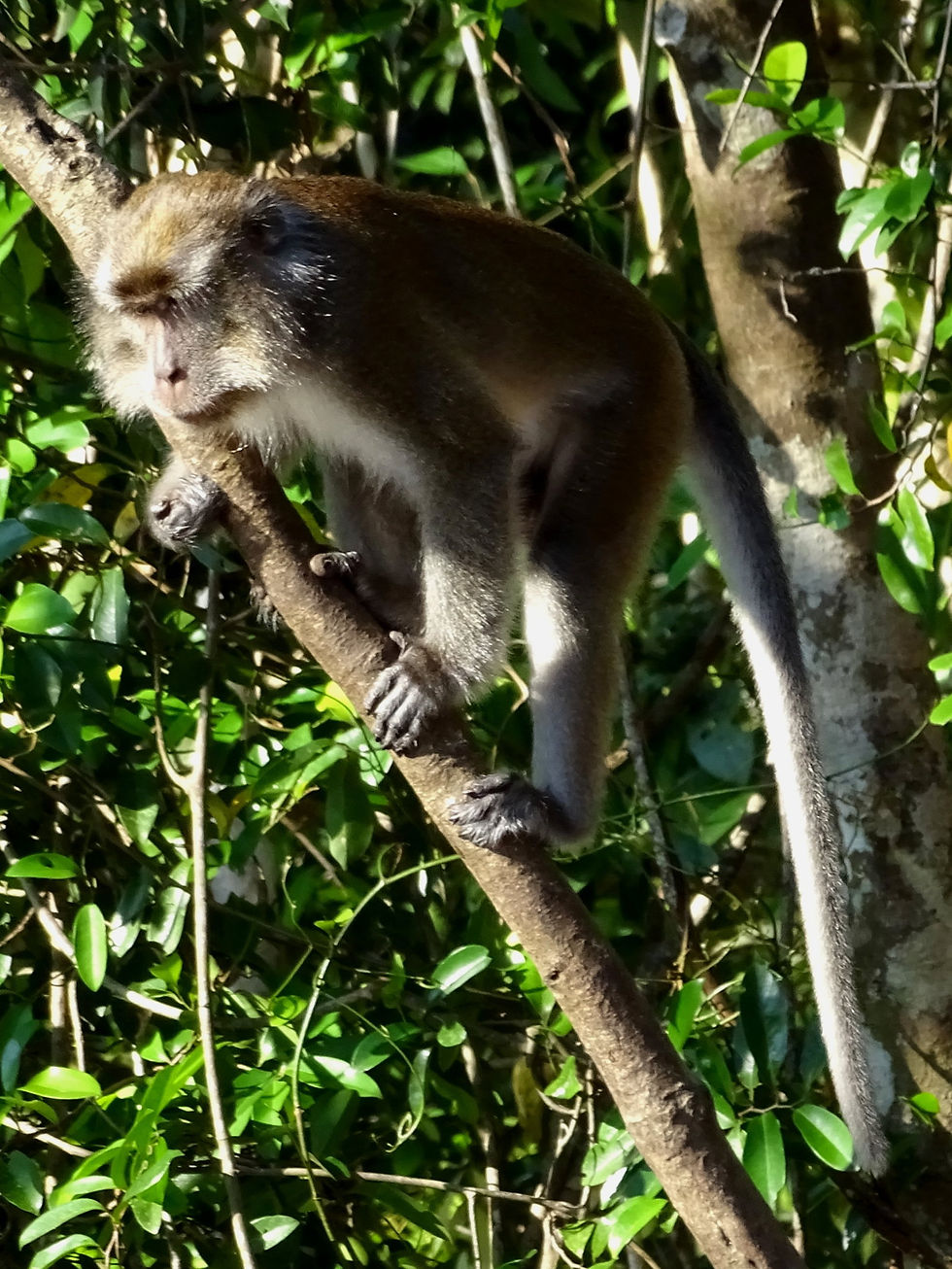 Indonesia - Kalimantan