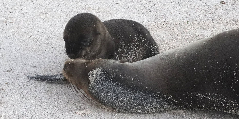 Ecuador - Galapagos