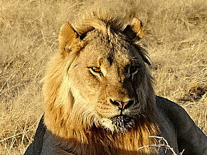 Namibia - Etosha NP