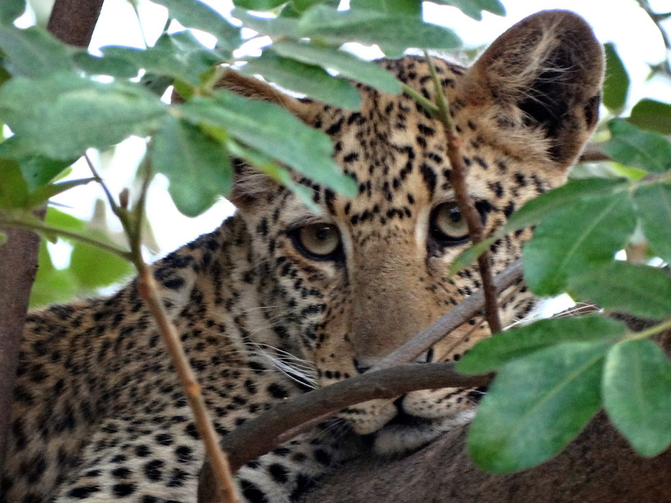 Zambia - Young Leopard