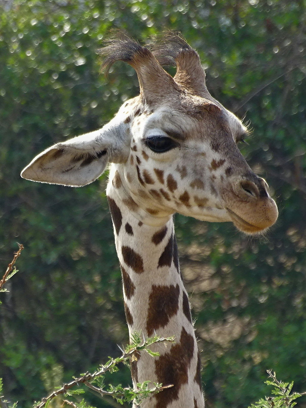Uganda - Mboro NP