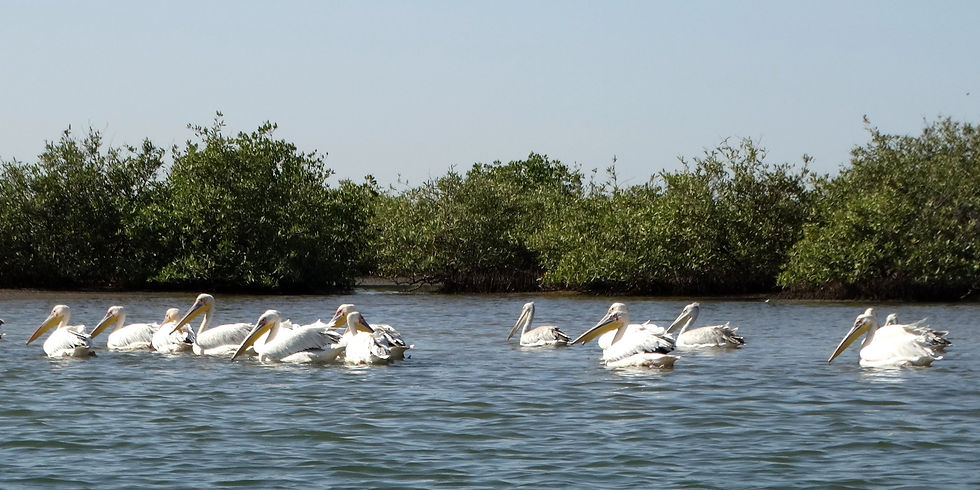 Senegal - Sine-Saloum Delta