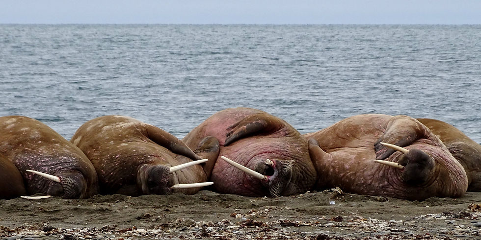 Norway - Svalbard