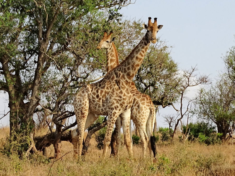 South Africa