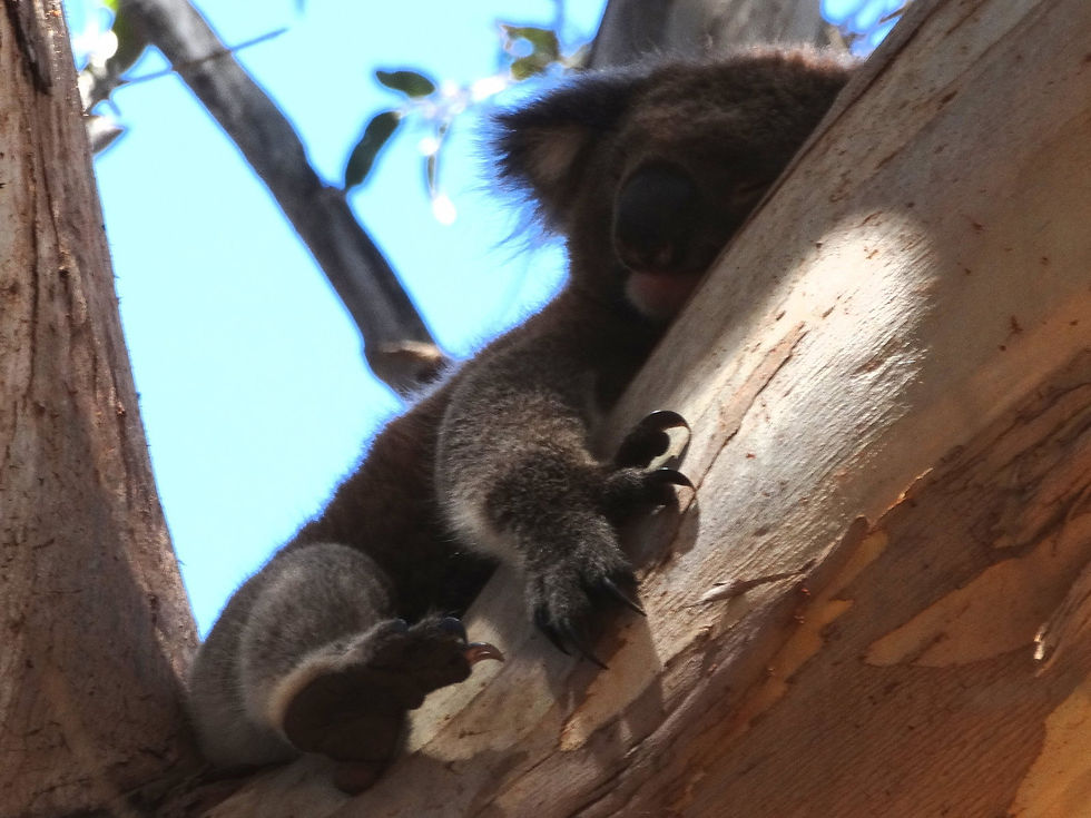 Australia - Kangaroo Island