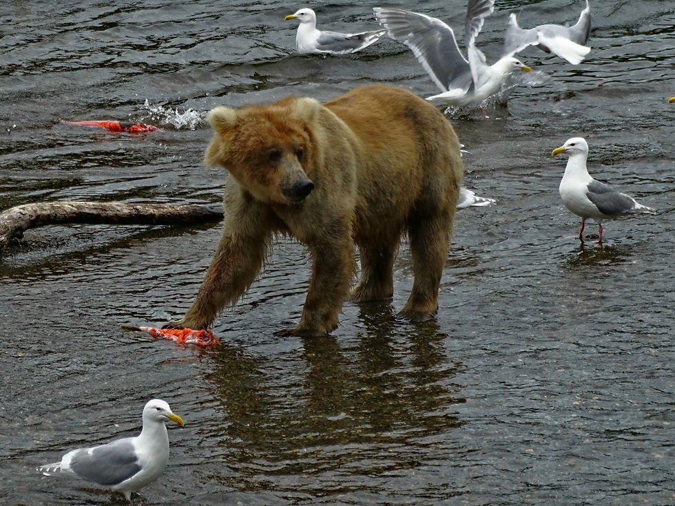 USA - Alaska - Katmai