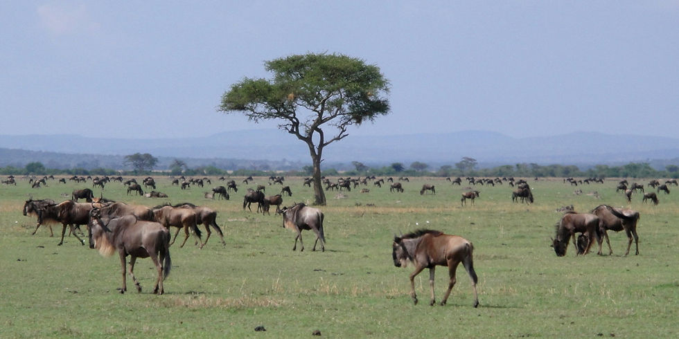 Tanzania - Serengeti NP