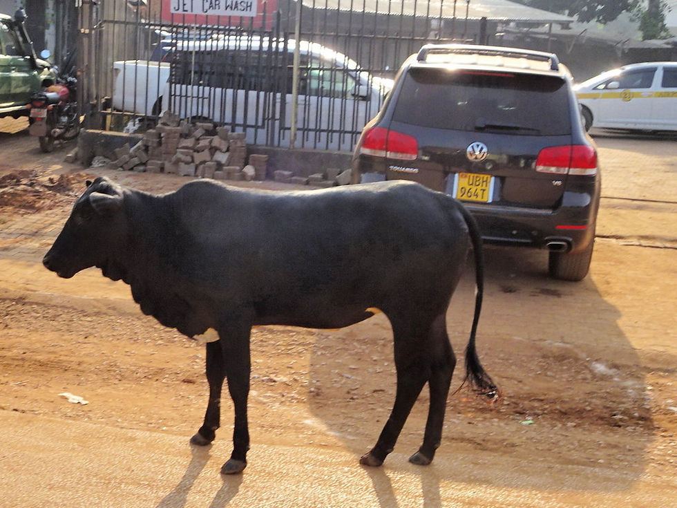 Uganda - Highlands
