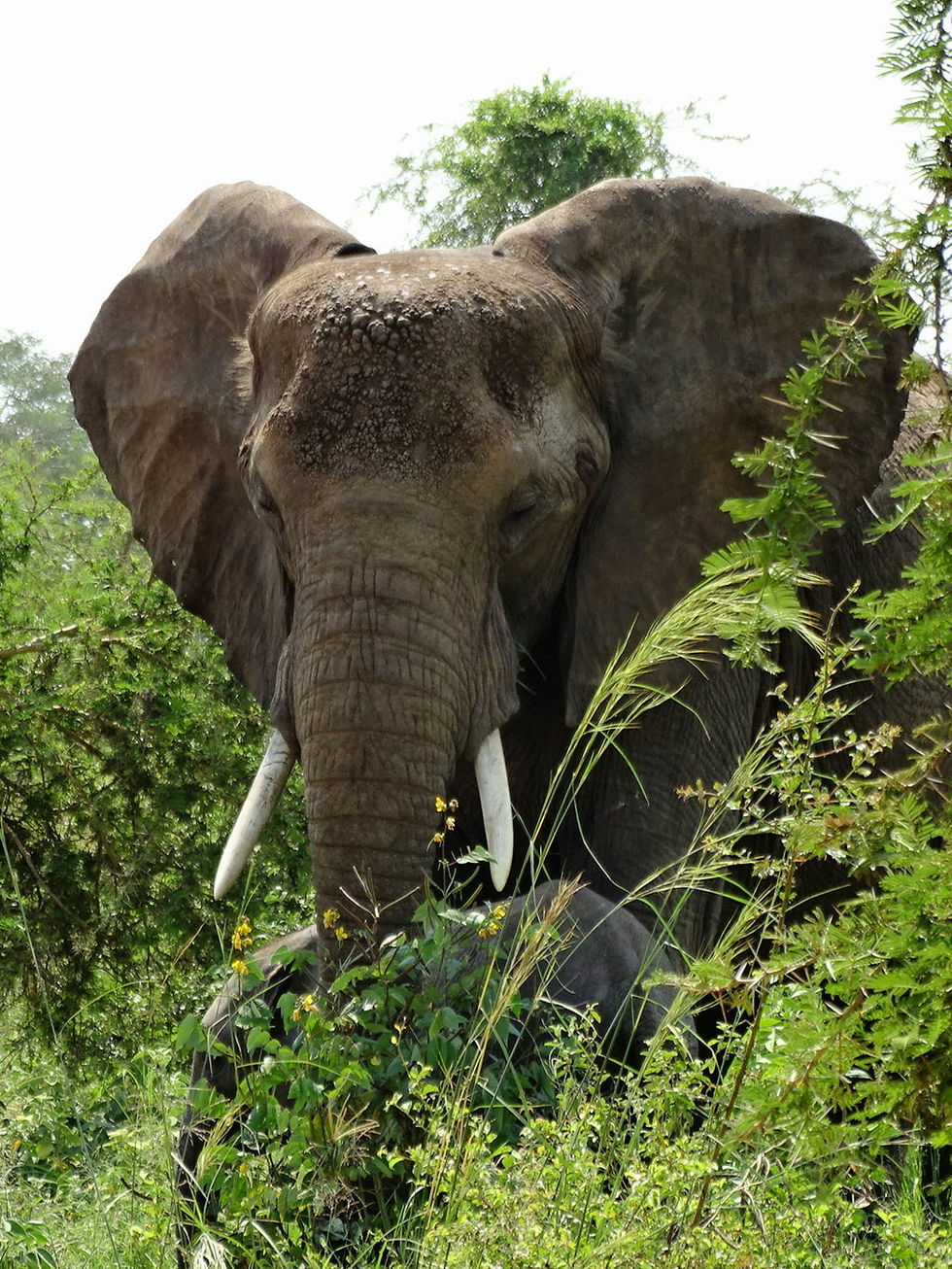Uganda - Murchison Falls NP