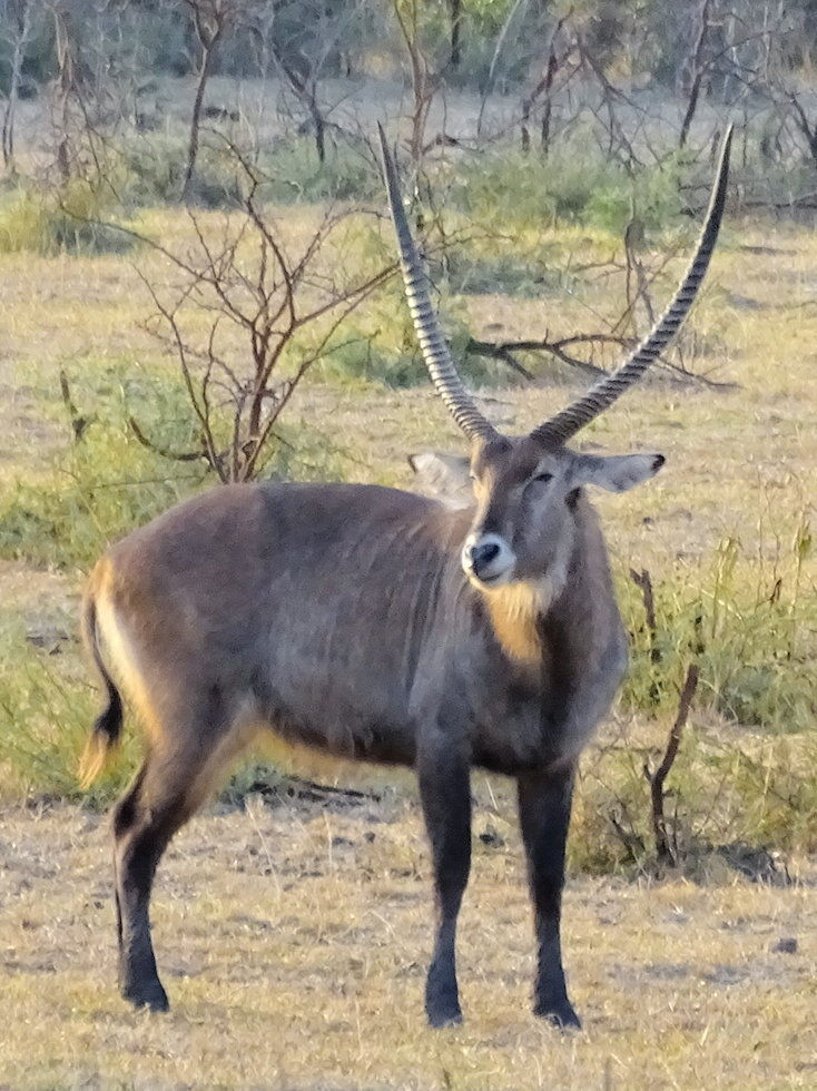 Uganda - Mboro NP