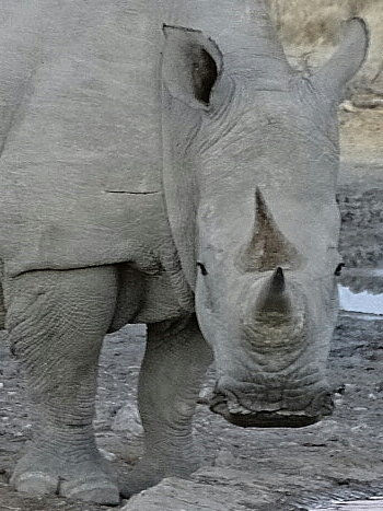 Namibia - Etosha NP