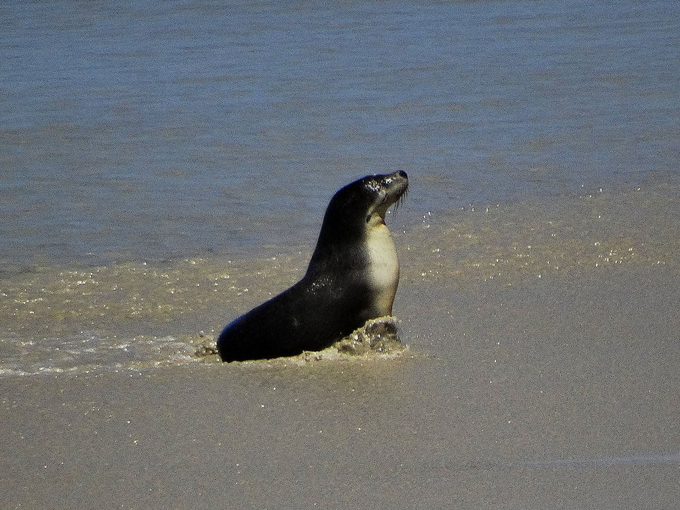 Australia - Kangaroo Island