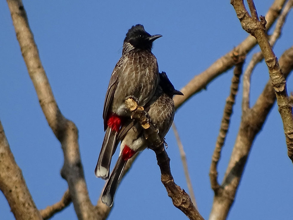 India - birds