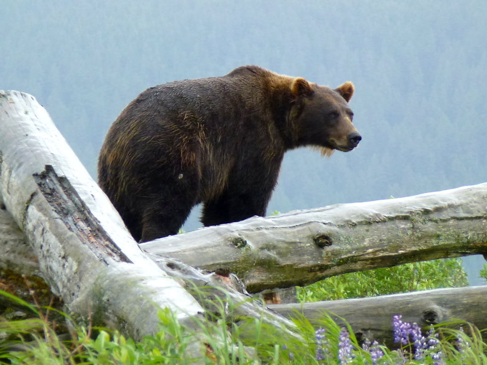 USA, Alaska