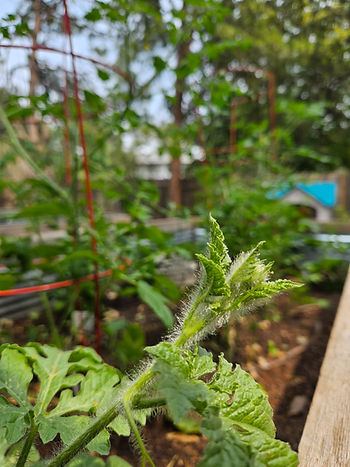Budding watermelon