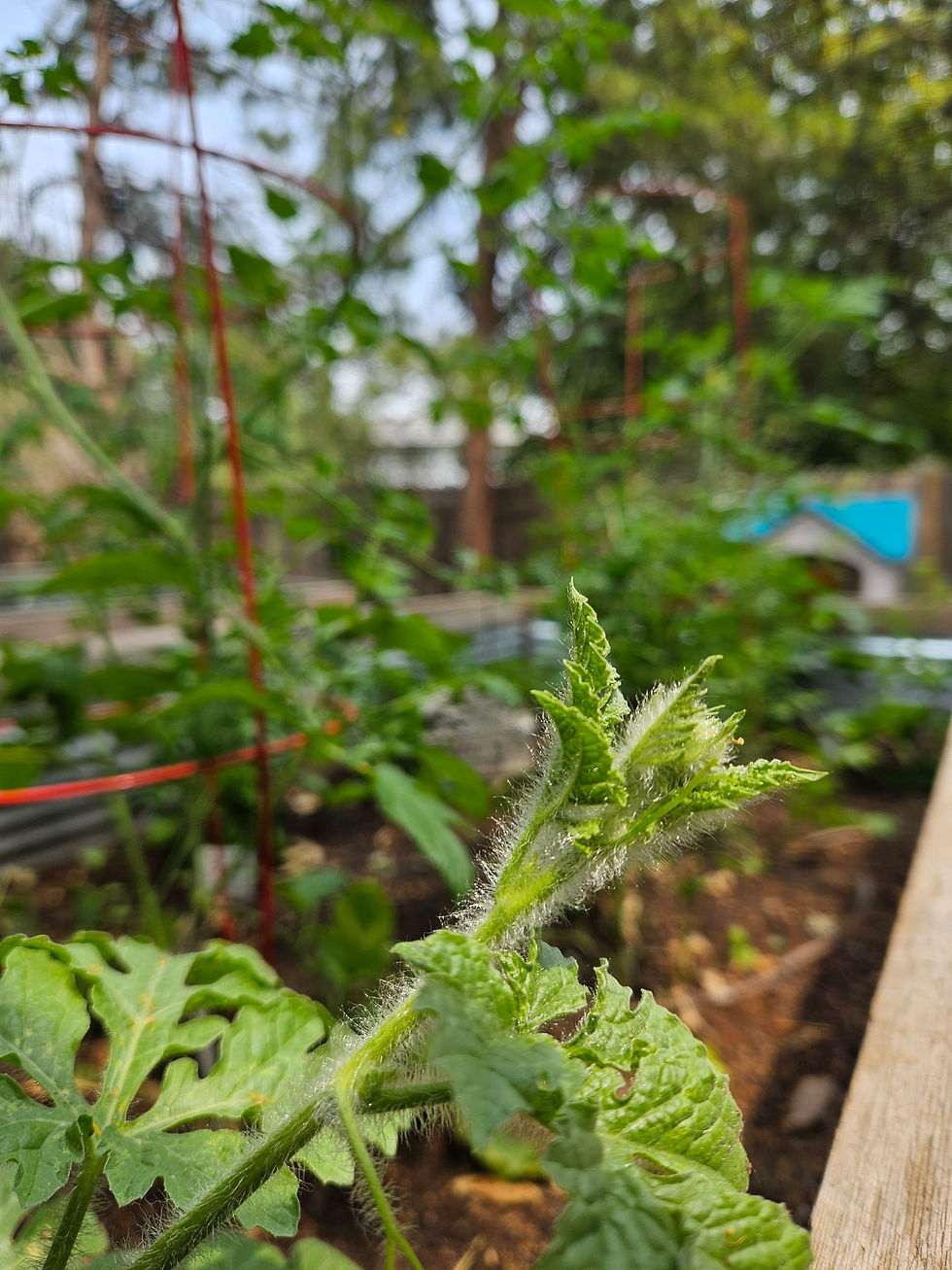 Budding watermelon
