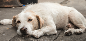 puede un perro de servicio ayudar con el dolor crónico