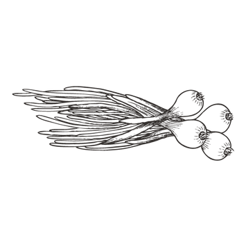 Spring Onion