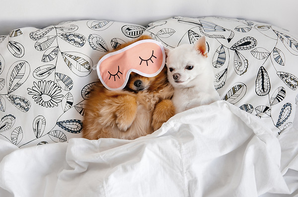 Cuddling Buddies