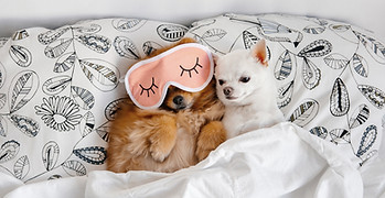 Cuddling Buddies