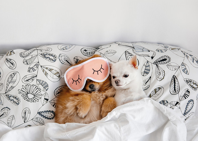 Cuddling Buddies