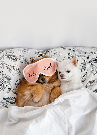 Dogs Relaxing Together