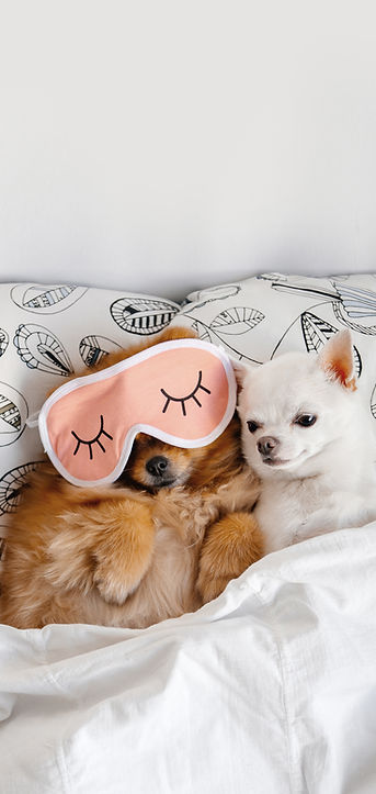 Dogs Relaxing Together
