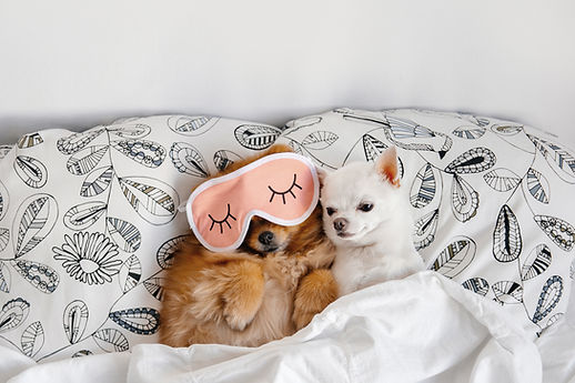 Cuddling Buddies