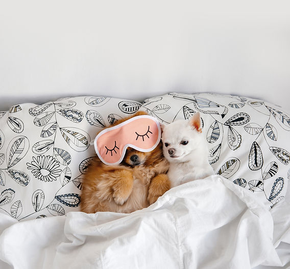 que significa cuando tu perro quiere dormir todo el dia