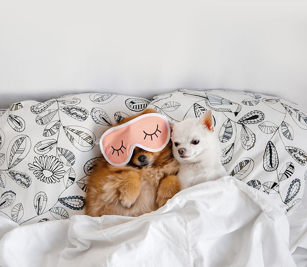 Dogs Relaxing Together