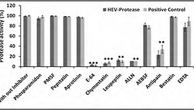 1-4 b corr- HEV Cysteine Protease.png