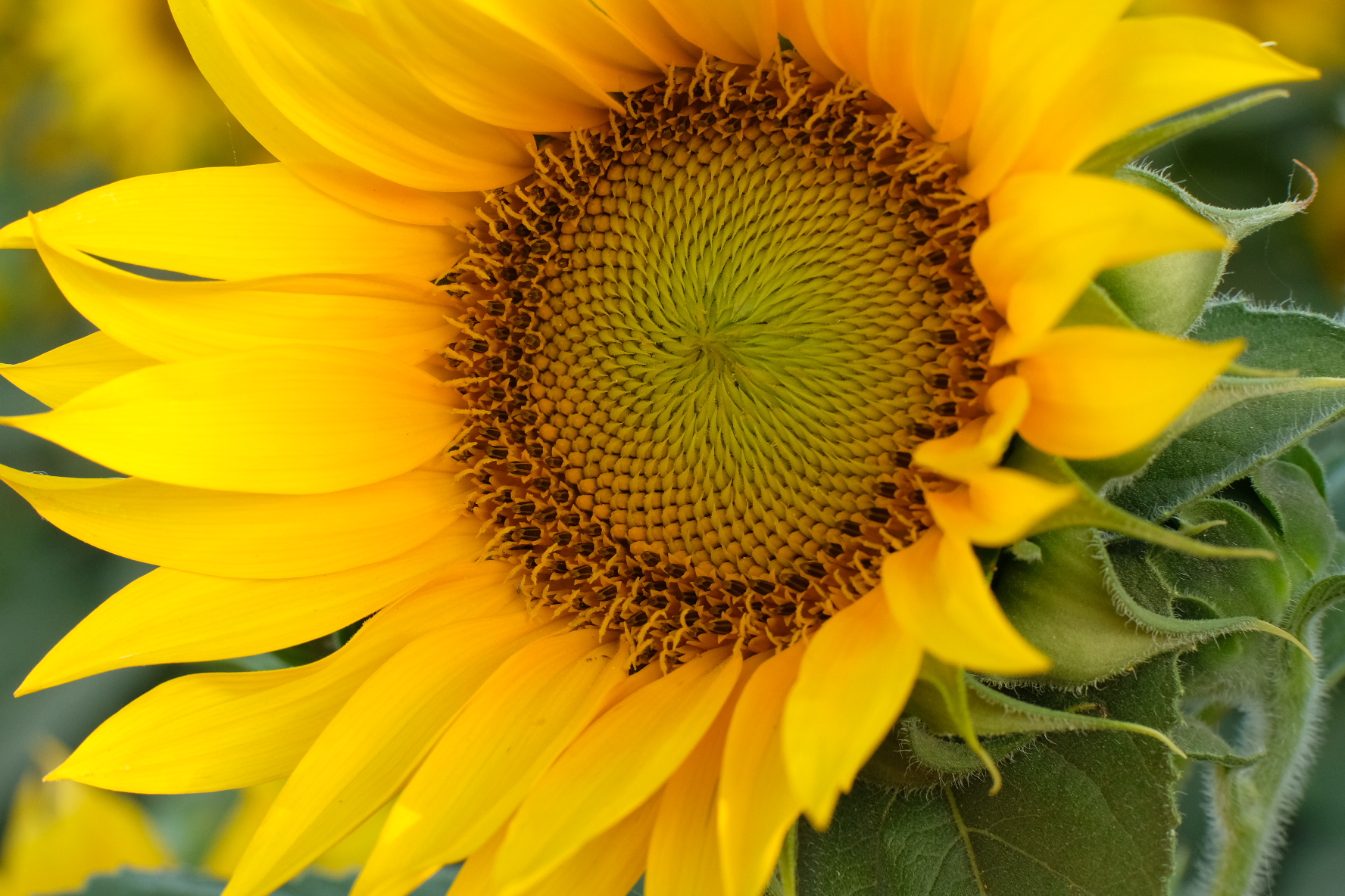 Top Notch Seed /Seed Sales & Cleaning /Agricultural Seed /Brawley, CA