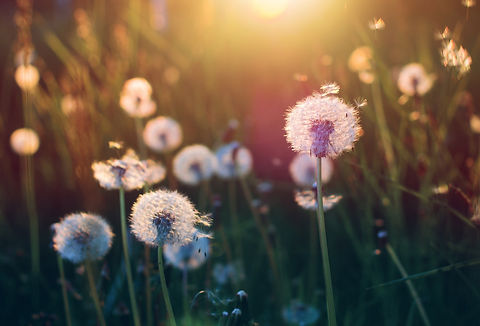field with grass and sunlight.jpg