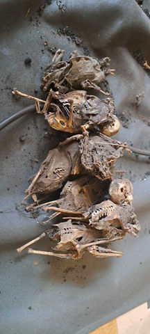 Bird remains after chimney sweep